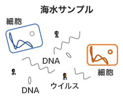 生物進化と細胞外DNA　微生物創生への挑戦