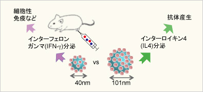 OVA抗原修飾ナノ粒子をマウスに接種することで分泌されるサイトカイン種の粒子サイズへの依存性の図